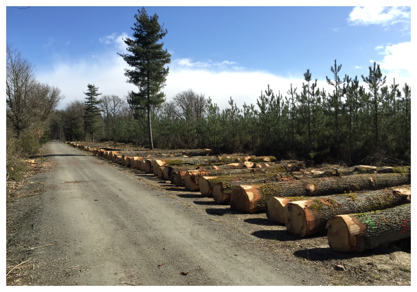 Etusson grumes chêne