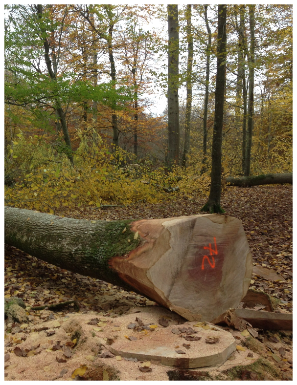 Chene coupé boisloco