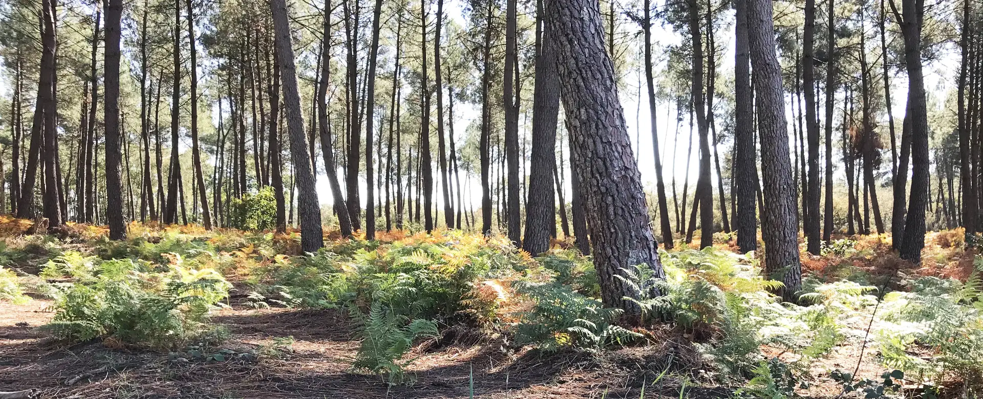 Forêt