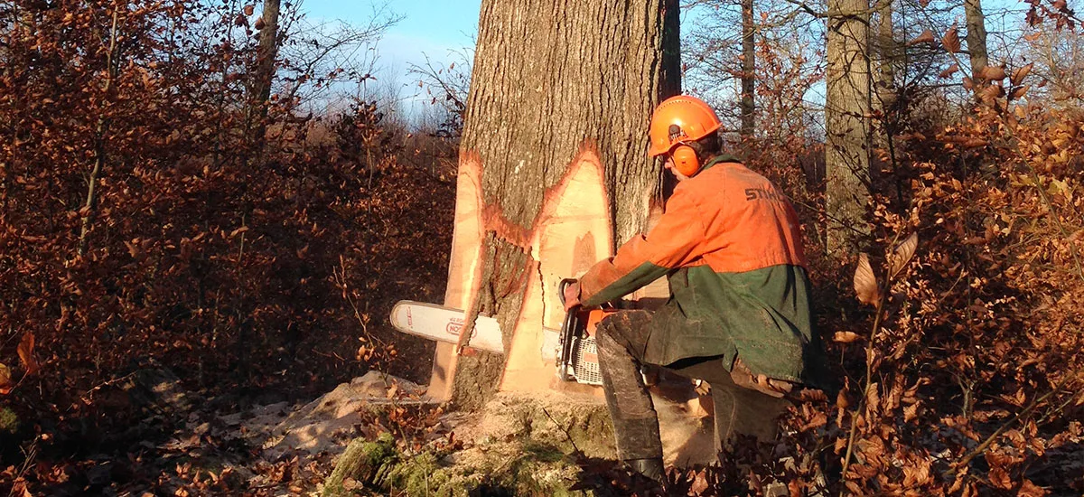 Nos équipes coupent les troncs d'arbres