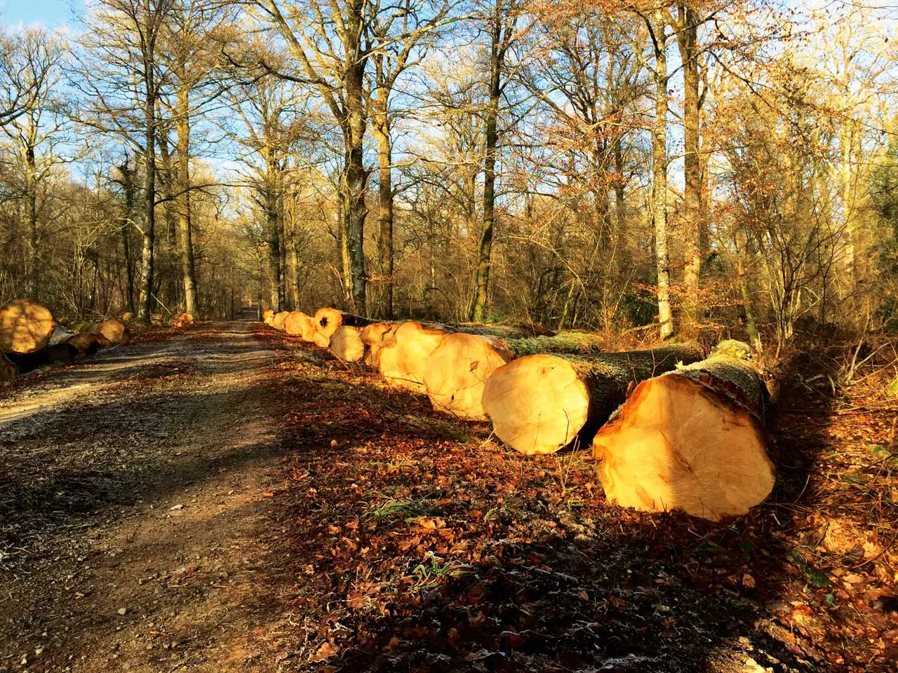 Essences de forêts à traiter par Boisloco