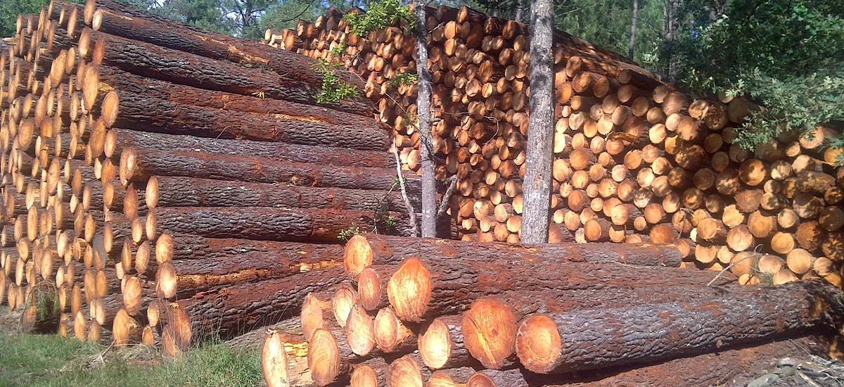 Tri des troncs d'arbres par Boisloco